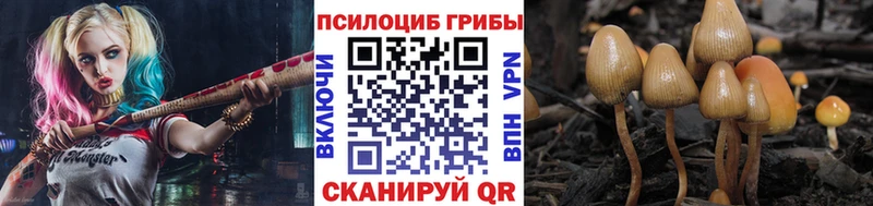 где найти   Дорогобуж  Псилоцибиновые грибы Cubensis 